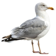 Fototapeta premium herring gull PNG, transparent background