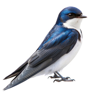 house martin PNG, transparent background