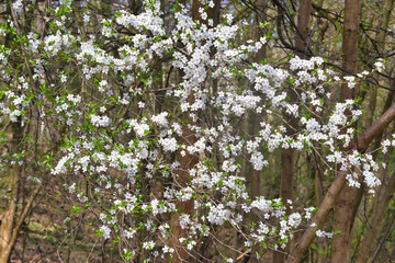 bushes covered with densely blooming small flowers in early spring