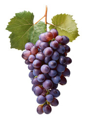 Fototapeta premium Bunch of grapes