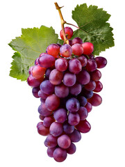 Bunch of grapes