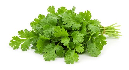 Fototapeta premium Fresh Cilantro Bunch Isolated on White - Vibrant green cilantro, fresh herbs, culinary ingredient, healthy food, natural flavor. Symbolizing freshness, vitality, flavor, health, and nature