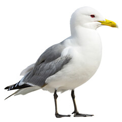 Fototapeta premium kittiwake PNG, transparent background
