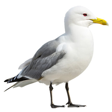 kittiwake PNG, transparent background