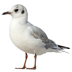 Fototapeta premium little gull PNG, transparent background