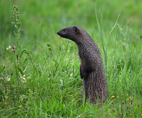 a dangerous mongoose in spain