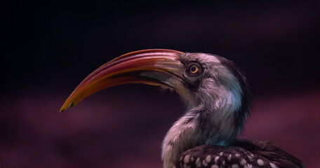 Close-up of an African hornbill bird with a vivid orange beak and striking eye detail, isolated on a dark background