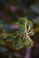 Castor oil plant detail, Ornamental plant in the flowerbed, Ricinus communis (the castorbean or castor-oil-plant). Green castor oil plant tree, Castor Bean flower, castor oil plant.