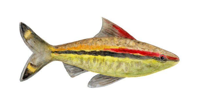 Hand drawn watercolor fish illustration isolated on white background. Aquarium Sahyadria denisonii for design