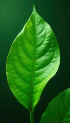 Obraz premium Smooth, glossy green leaf with subtle wrinkles , texture, leaf, organic