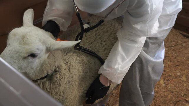 The white Domestic sheep is a ruminant artiodactyl animal from the genus of sheep being examined by a veterinarian