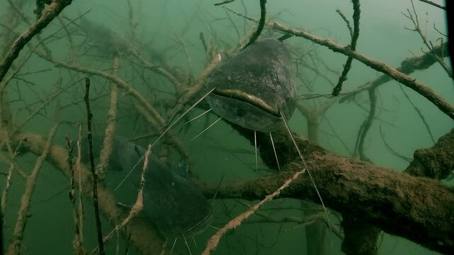 Underwater close-up of a wels catfish (Silurus glanis) resting on a branch in a clear freshwater lake. A second catfish is visible on a lower branch. Check my portfolio for more catfish footage.