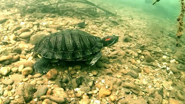 Underwater view of a red-eared slider (Trachemys scripta elegans) slowly walking across a rocky lake floor. The turtle&rsquo;s claws and shell details are clearly visible. 
