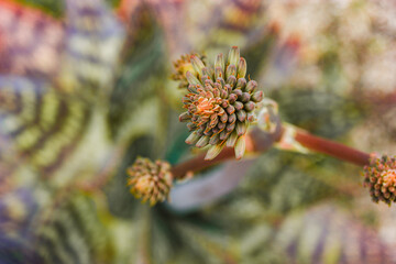 A close-up captures the intricate beauty of an aloe vera flower with its budding florets and textured petals. The blurry background adds depth.