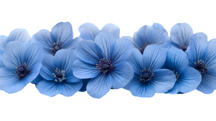 cluster of blue flowers isolated on white background, high-definition, realistic look