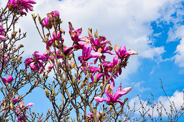 magnolia bush with colorful flowers blooming in the sun against a blue sky