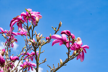 magnolia bush with colorful flowers blooming in the sun against a blue sky