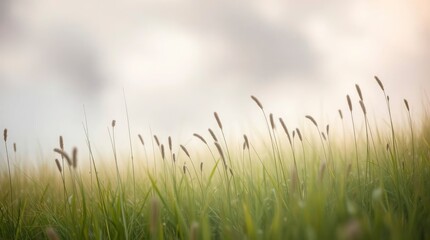 Fototapeta premium Serene Grasslands: A Soft, Dreamy Meadow Scene