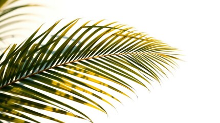 Obraz premium Sunlit Palm Frond: A Tropical Minimalist Study