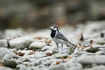Motacilla alba aka White wagtail perched on the stone beach. Common bird in Czech republic.