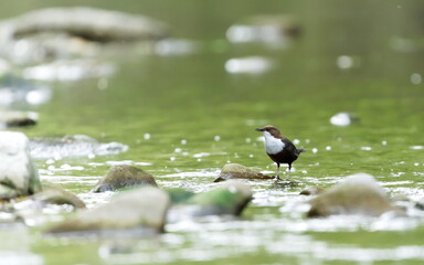 Cinclus cinclus aka White-throated dipper perched on the stone in river. Rare water bird from Czech republic in his habitat.