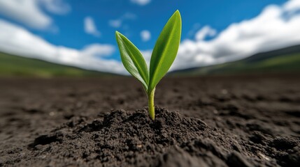 A new sprout emerging from the earth.  A tiny seedling pushing through dark soil, vibrant green leaves against a backdrop of a clear blue sky with puffy white clouds and rolling hills
