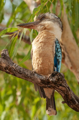 The blue-winged kookaburra (Dacelo leachii) is a large species of kingfisher native to northern Australia and southern New Guinea.