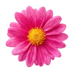 Pink daisy with yellow center on white background