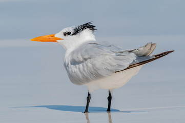 The royal tern (Thalasseus maximus) is a tern in the family Laridae. The species is endemic to the Americas, though vagrants have been identified in Europe.