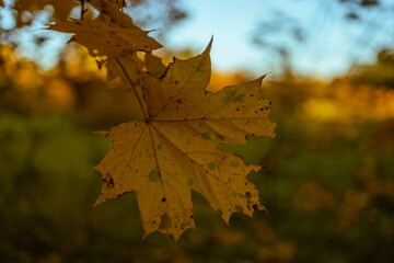 Vivid october day in colorful forest, maple autumn trees road fall way. Road through the autumn forest in october in Latvia