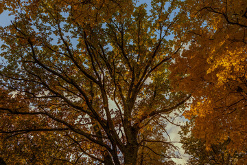 Vivid october day in colorful forest, maple autumn trees road fall way. Road through the autumn forest in october in Latvia
