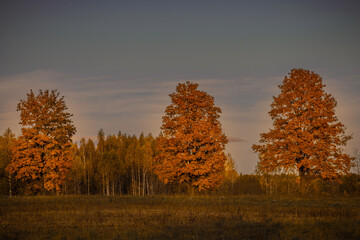 Vivid october day in colorful forest, maple autumn trees road fall way. Road through the autumn forest in october in Latvia