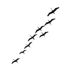 Majestic Flight of Birds in V Formation Perfect for Nature Wildlife and Travel Designs