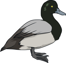 Illustration einer männlichen Bergente – realistische Darstellung eines Tauchvogels in Seitenansicht.
