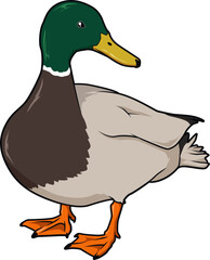 Realistische Illustration einer männlichen Stockente mit grünem Kopf – detailgetreue Darstellung eines bekannten Wasservogels.
