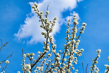 a flowering fruit tree in the rays of the spring sun against the blue sky