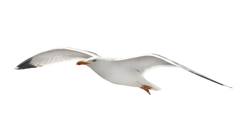 Yellow-legged gull in flight, Larus michahellis, isolated on white, clipping path