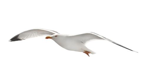 Yellow-legged gull in flight, Larus michahellis, isolated on white, clipping path