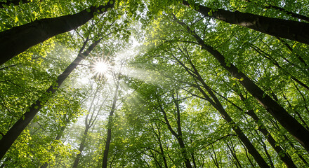 Natural, beautiful nature images sunlight streaming through the canopy of tall trees in a dense forest with vibrant green foliage view from below