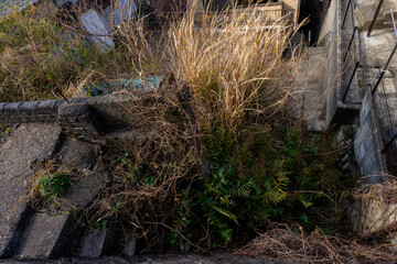草茂る過疎の街角20250226