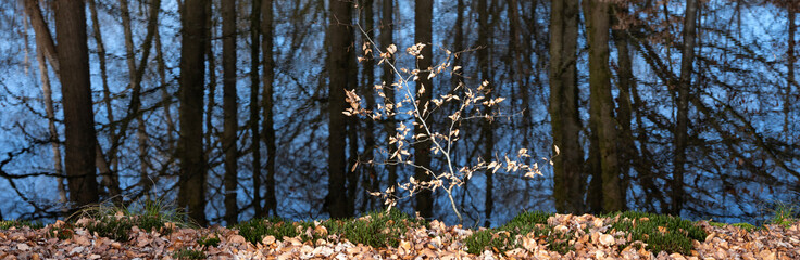small beech tree in contrast with dark blue water of ditch in forest