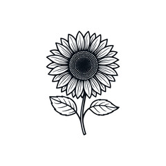 Sunflower Engraving - Intricate Line Art Design, drawn in an engraved, woodcut style with fine details sketch engraving vector illustration. Scratch board imitation. Black and white image