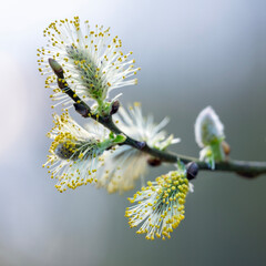 closeup of willow catkins in spring