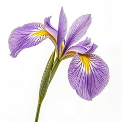 iris isolated on white