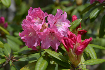 ツツジ　奥早出