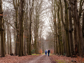 Fototapeta premium couple of man and woman hold hands while walking on forest road in the netherlands