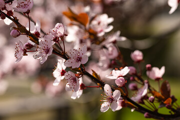 Close-up of delicate pink cherry blossoms blooming on a tree branch in springtime sunlight. Beauty of nature, biodiversity and importance of preserving natural environments for future generations