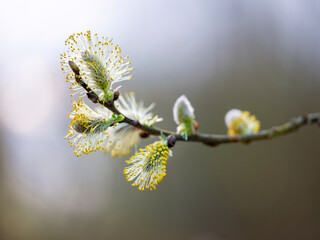 closeup of willow catkins in spring