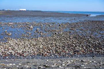 View on Oosterschelde at low tide time,  sea bottom with variety of wild shells and oysters allowed...