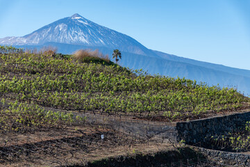 Hilly terraced vineyards in wine making region Tacoronte-Acentejo on Tenerife with view on Volcano...